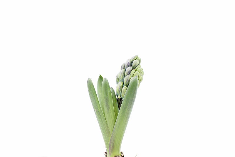Länk till timelapsevideo Växande Hyacinth
